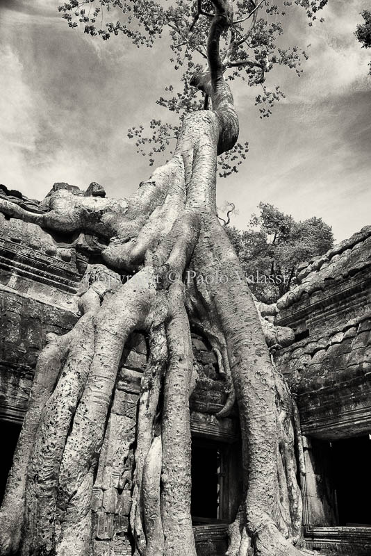 Angkor Wat - Cambodia - roots
