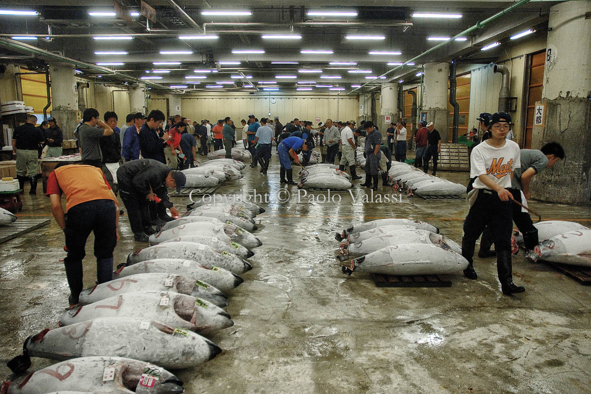 Tsukiji - Tokyo fish market - Tuna auction