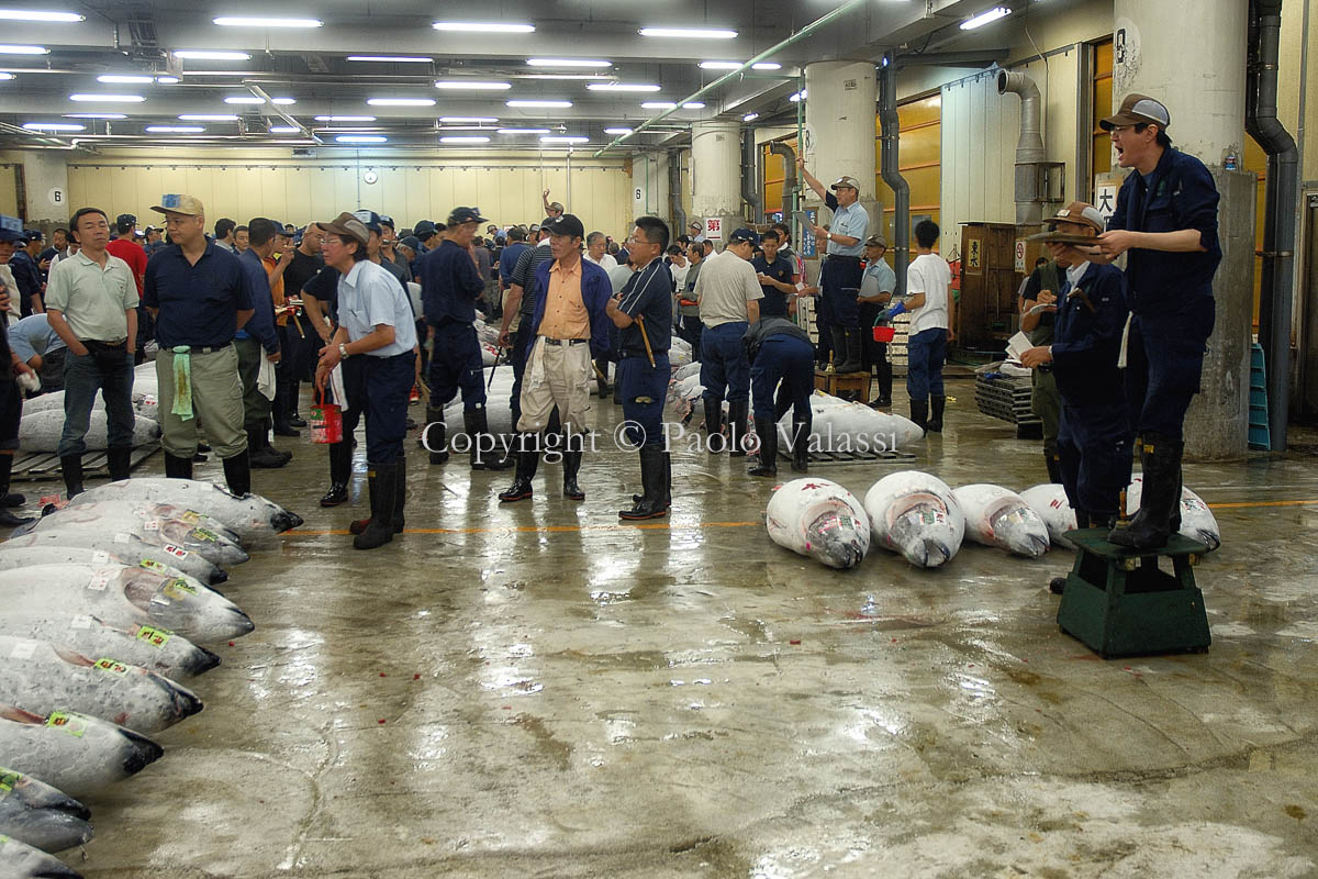 Tsukiji - Tokyo fish market - Tuna auction