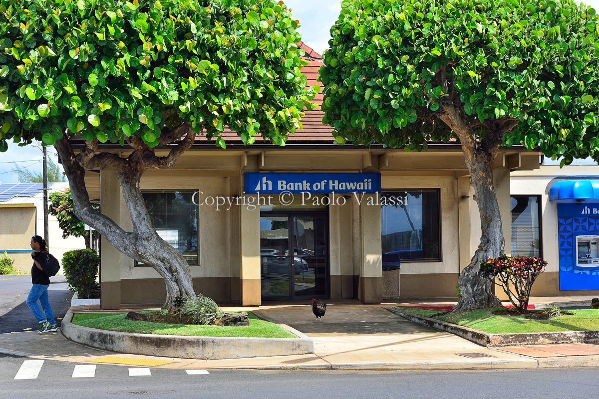 Hawaii - Kauai - Bank of Hawaii guardian