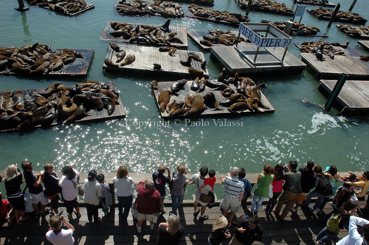 San Francisco - Pier 39 with seals