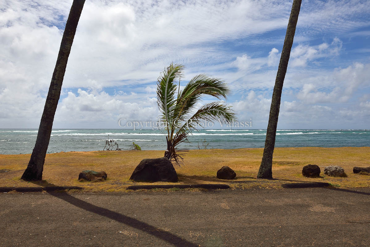 Hawaii - Kauai - Small palm