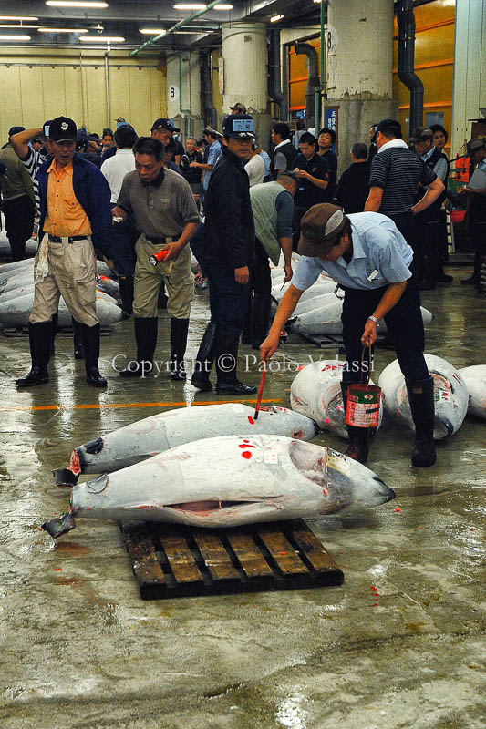 Tsukiji - Tokyo fish market - Tuna auction