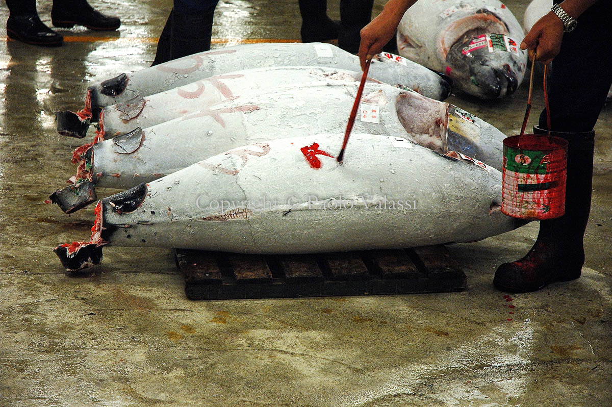 Tsukiji - Tokyo fish market - Tuna auction