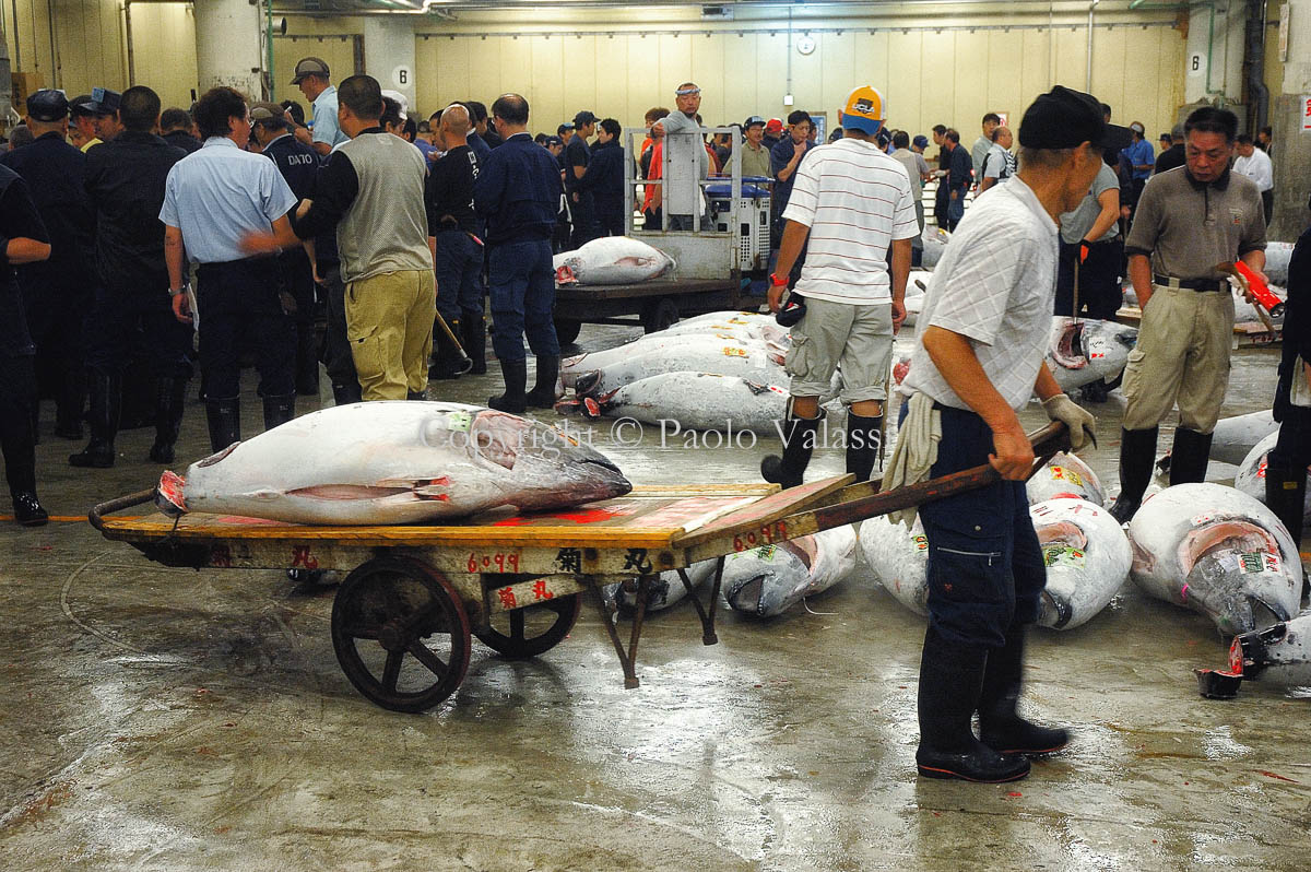 Tsukiji - Tokyo fish market - Tuna auction