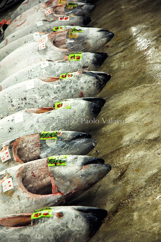 Tsukiji - Tokyo fish market - Tuna auction