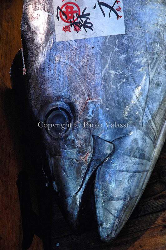 Tsukiji - Tokyo fish market - Tuna auction