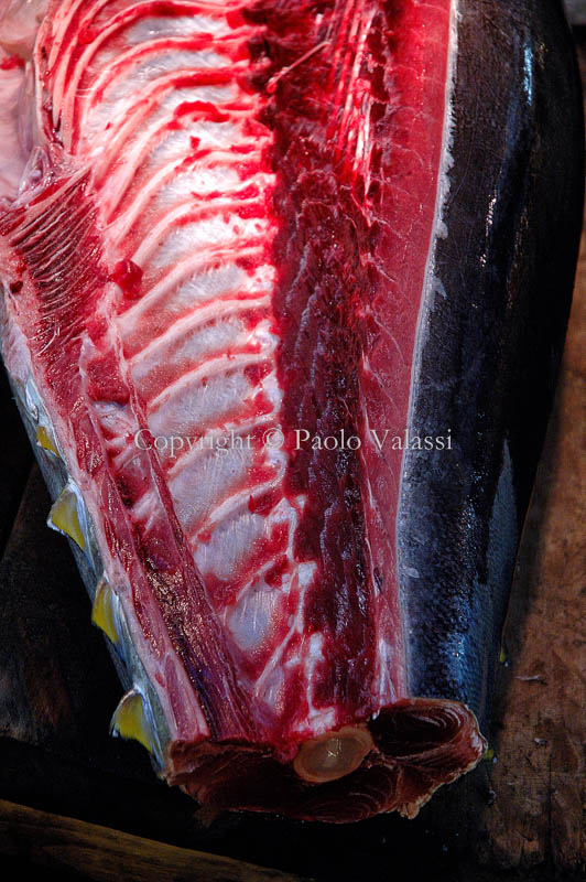 Tsukiji - Tokyo fish market - Tuna auction