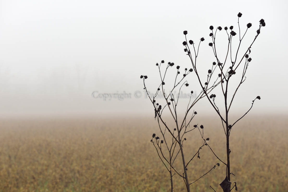 Fog in the Po Valley - Italy