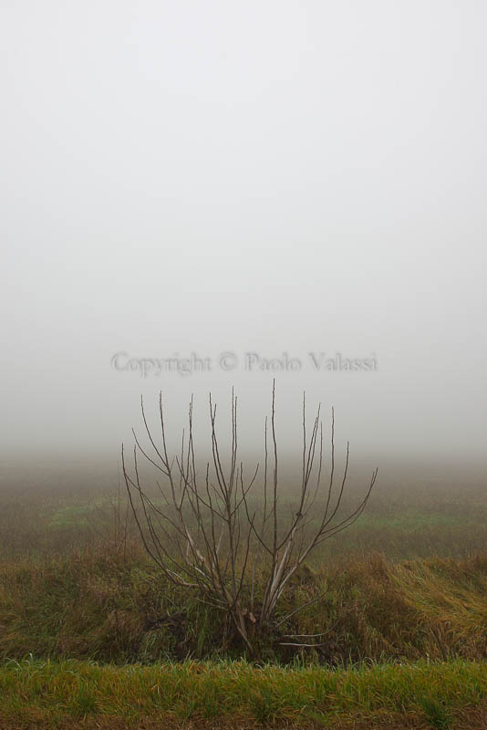 Fog in the Po Valley - Italy