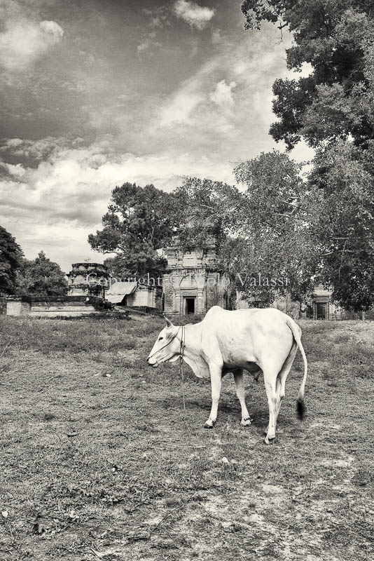 Angkor Wat - Cambodia - cow