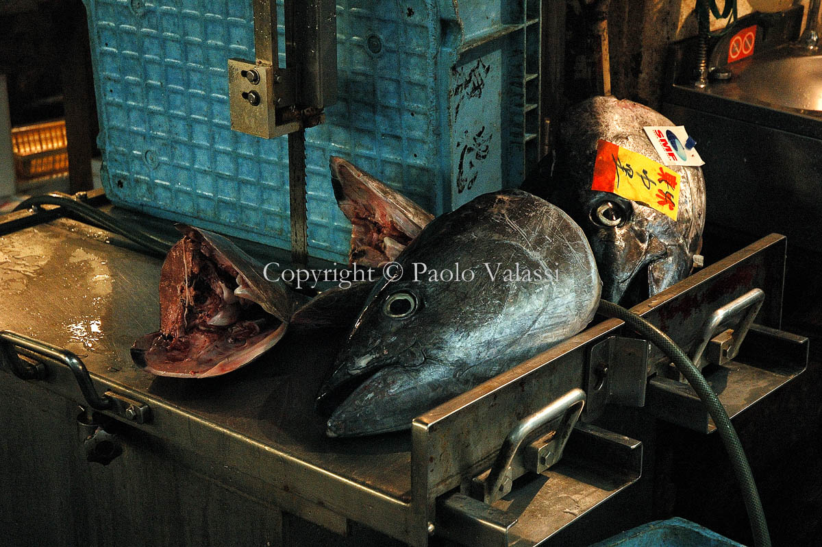 Tsukiji - Tokyo fish market - Tuna auction