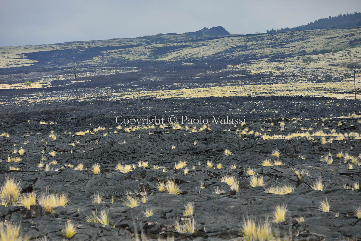 Hawaii - Big Island - Kilauea rebirth rinascita