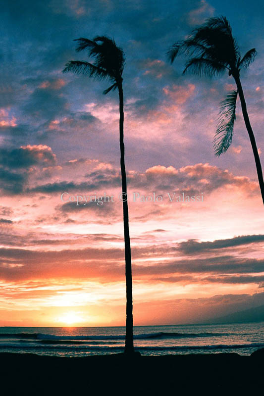Hawaii - Maui - Sunset tramonto with twin palms at Lahaina