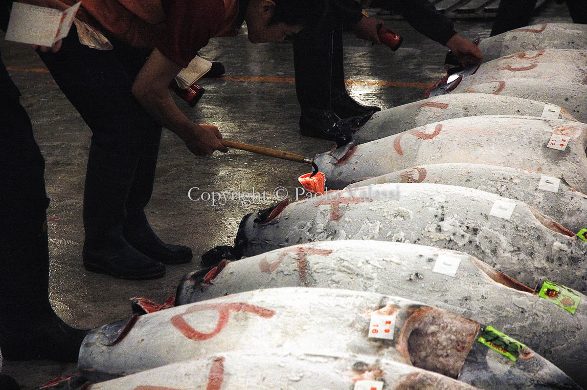 Tsukiji - Tokyo fish market - Tuna auction