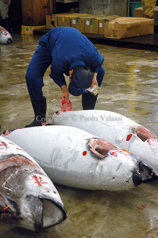 Tsukiji - Tokyo fish market - Tuna auction