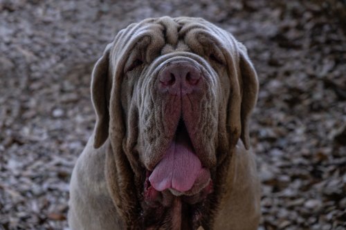 Mondo cane - Dog shows le mostre canine